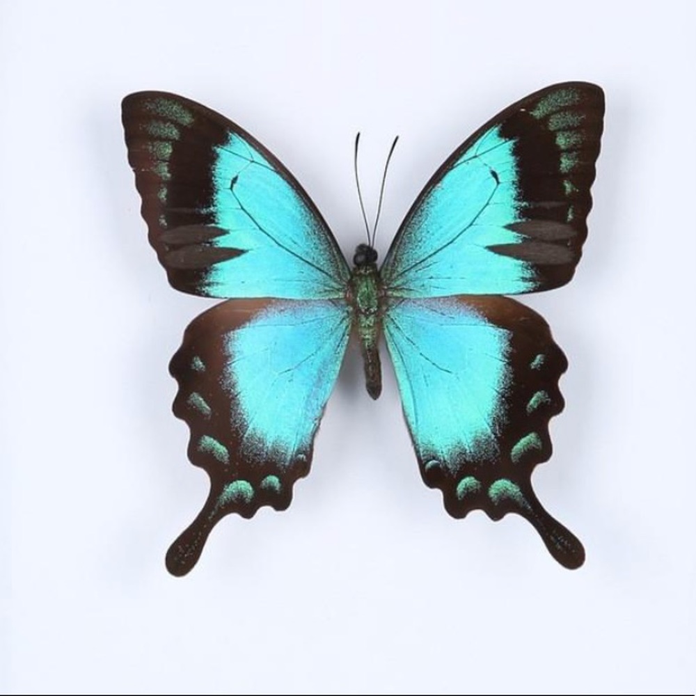 Meet your Posher, Natalie